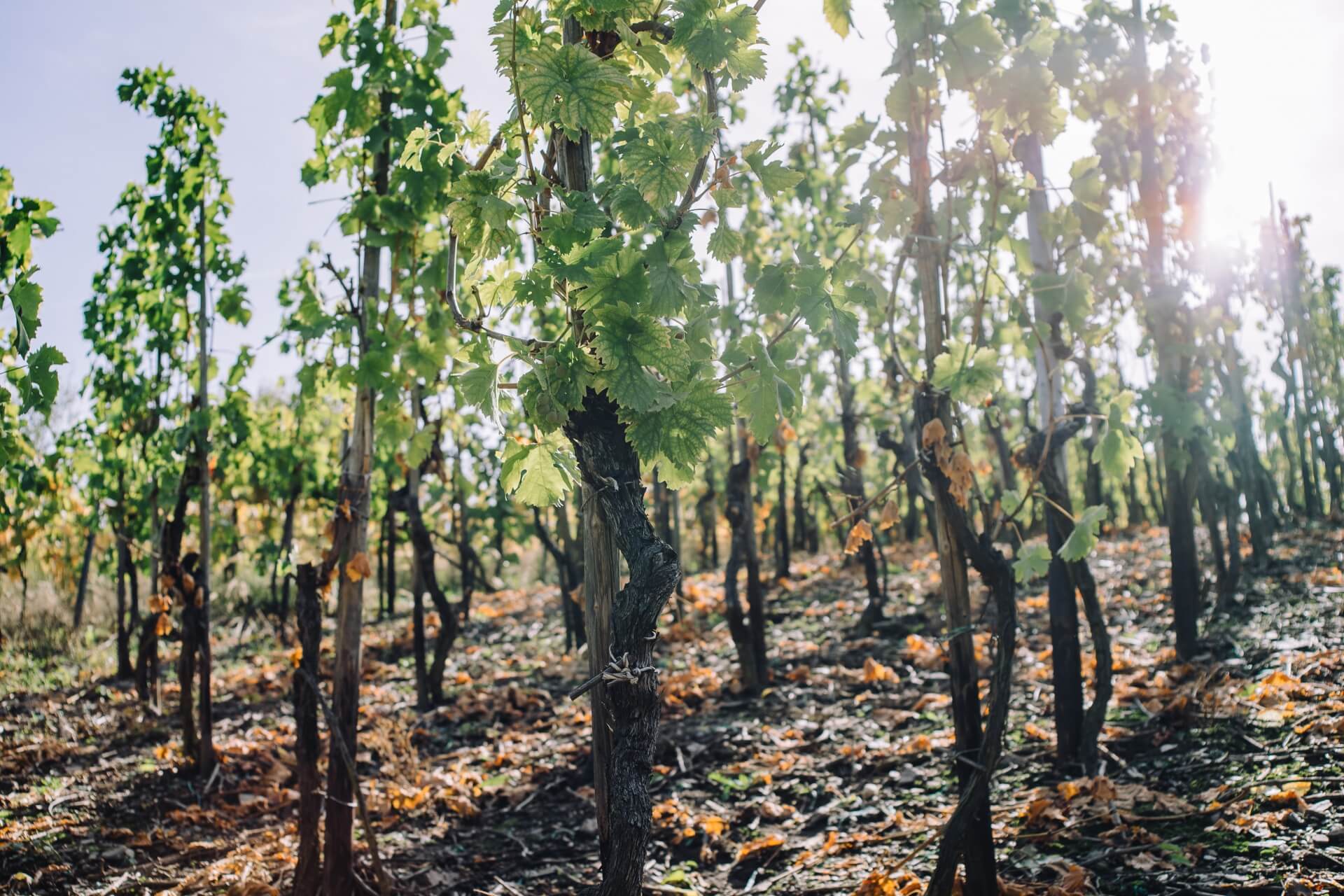 Vineyards in the Moselle valley, Germany
